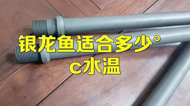 50cm魚(yú)缸養(yǎng)銀龍魚(yú)