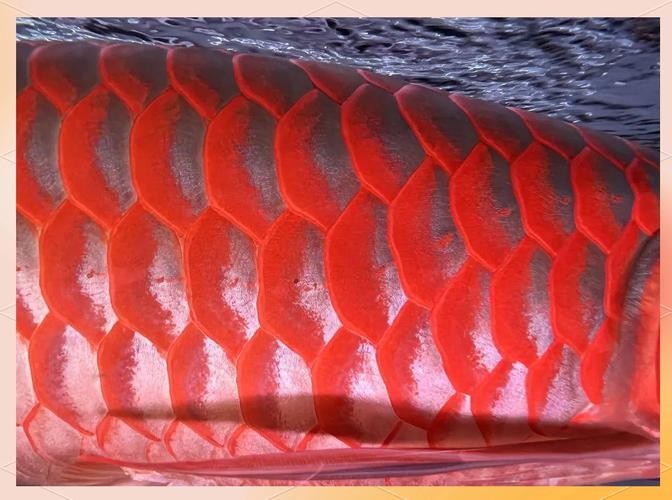龍魚有野生的嗎圖片