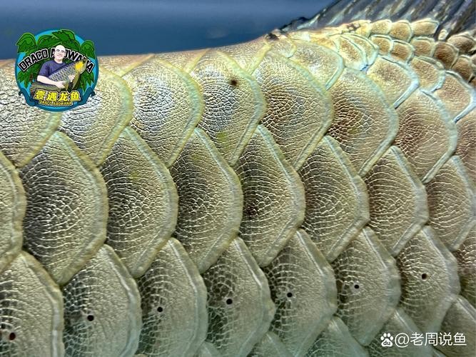 龍魚有野生的嗎圖片
