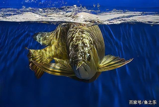 龍魚有野生的嗎圖片