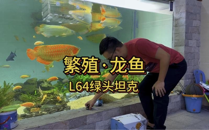 龍魚有野生的嗎圖片