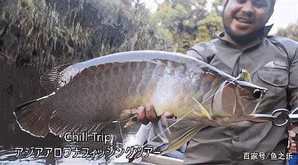 龍魚有野生的嗎圖片