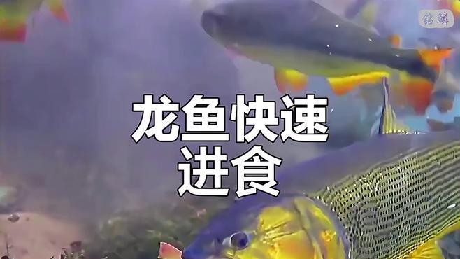 龍魚有野生的嗎圖片