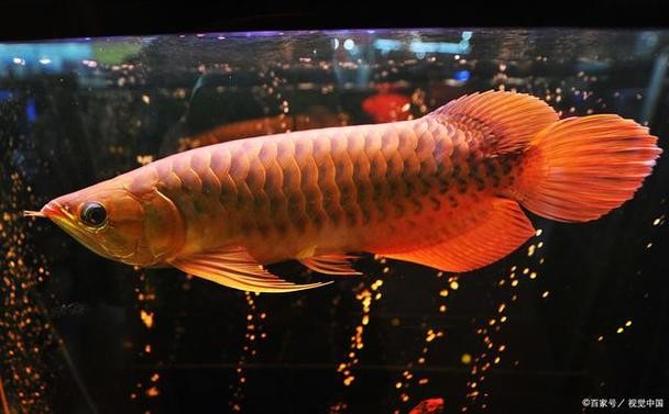 龍魚有野生的嗎圖片