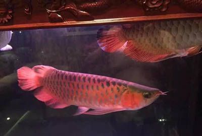 龍魚七彩混養注意事項：龍魚七彩混養水溫控制技巧龍魚七彩混養空間布局