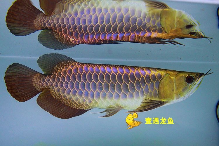大青龍魚是什么魚類：大青龍魚并不是一個(gè)標(biāo)準(zhǔn)的分類術(shù)語，但在搜索結(jié)果中可能會(huì)被混淆