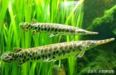 大青龍魚是什么魚類：大青龍魚并不是一個(gè)標(biāo)準(zhǔn)的分類術(shù)語，但在搜索結(jié)果中可能會(huì)被混淆