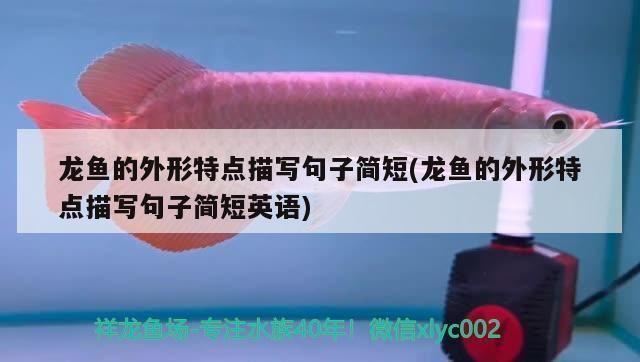 觀賞紅龍魚的唯美句子簡短英語（\"紅龍魚養(yǎng)殖技巧）
