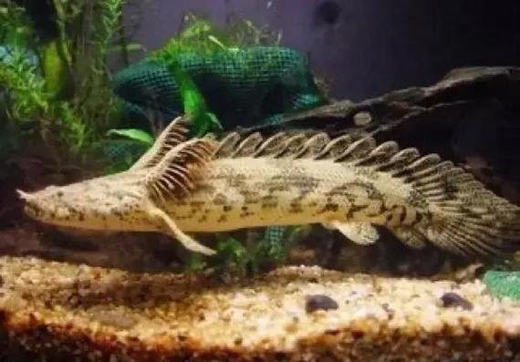 九角龍魚長什么樣