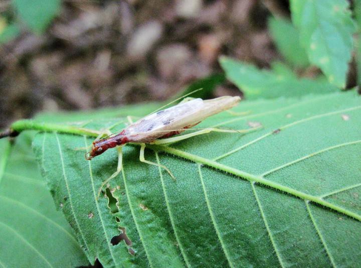 九角龍魚長什么樣