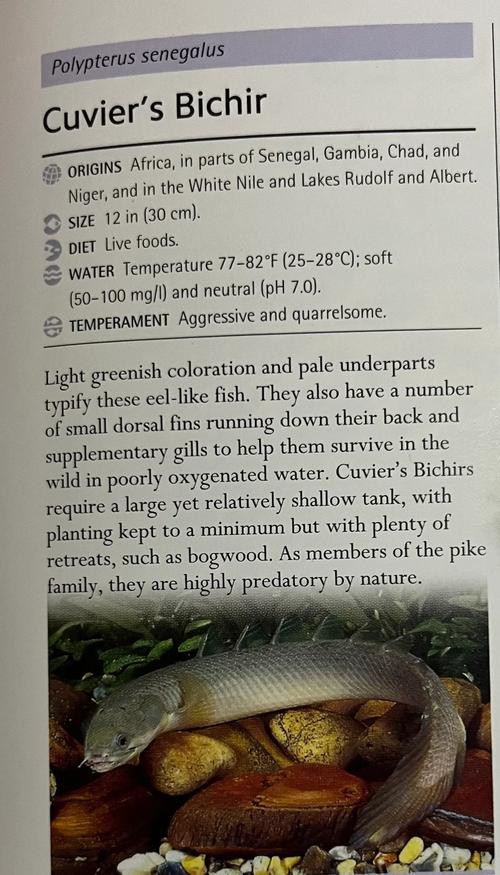 九角龍魚長什么樣