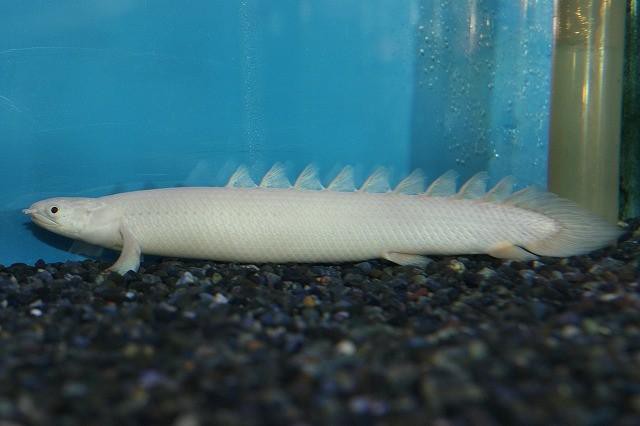九角龍魚長什么樣