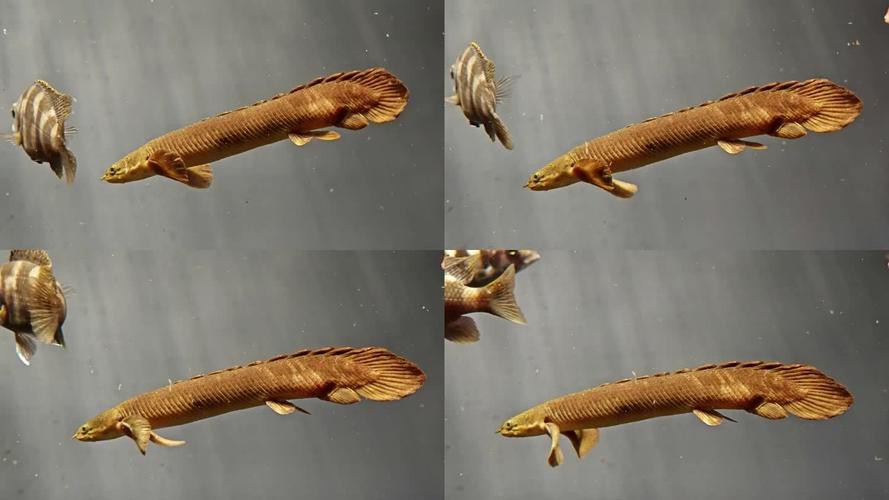 九角龍魚長什么樣