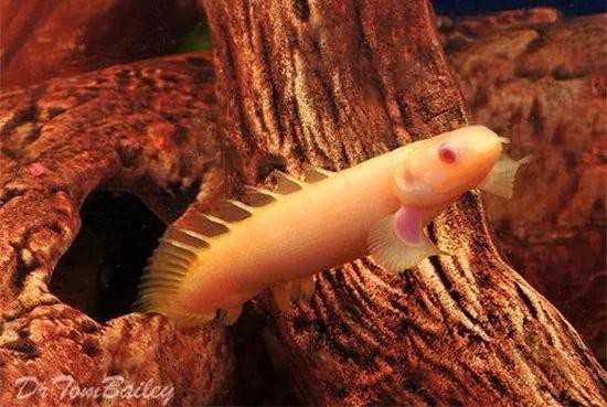 九角龍魚長什么樣