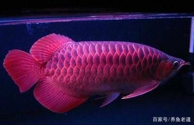 金龍魚幼崽好斗正常嗎怎么養：如何判斷金龍魚幼崽健康