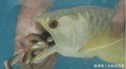 金龍魚幼崽好斗正常嗎怎么養：如何判斷金龍魚幼崽健康