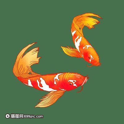 龍魚缸養錦鯉好嗎：將錦鯉養在原本為龍魚準備的魚缸中需要考慮幾個關鍵因素