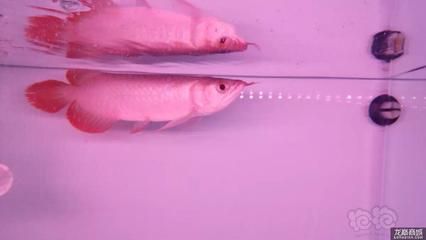 龍魚水質要求標準：龍魚水質要求標準介紹