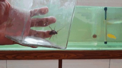 龍魚吃蟋蟀好嗎怎么喂養：喂食蟋蟀可以作為龍魚飲食中的一個補充，但不應成為主食 龍魚吃蟋蟀好嗎怎么喂養：喂食蟋蟀可以作為龍魚飲食中的一個補充，但不應成為主食 龍魚百科 第3張