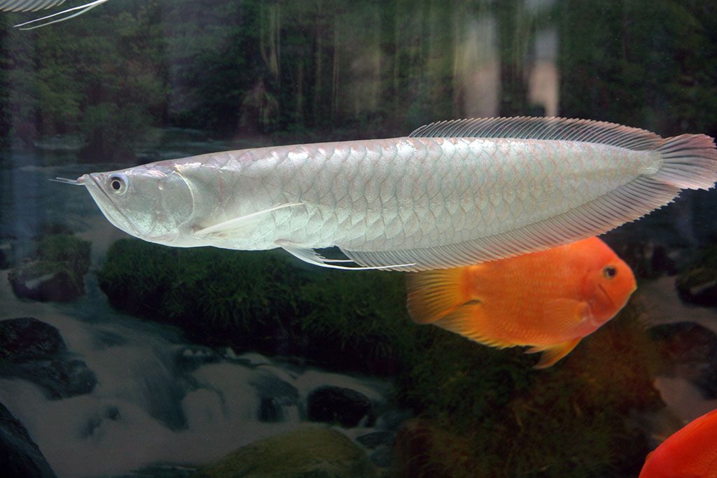 白金龍魚生活在哪里（白金龍魚的基本生活習性）
