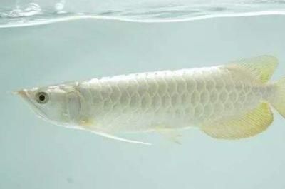 白金龍魚生活在哪里（白金龍魚的基本生活習性）