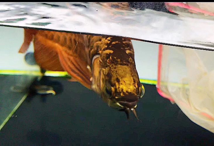 龍魚內出血癥狀：如何判斷龍魚是否內出血