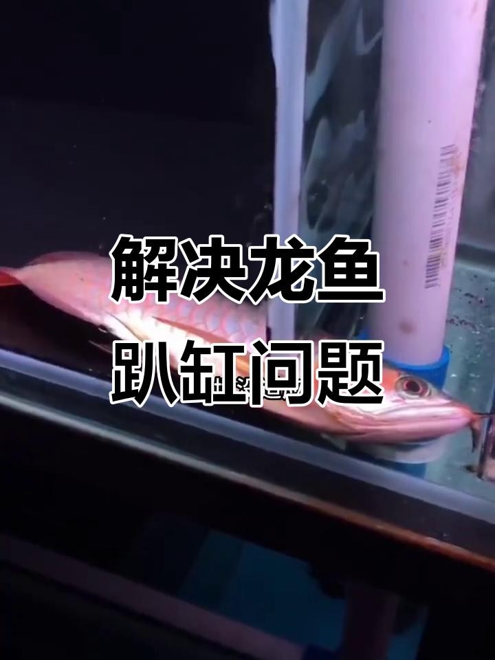 龍魚趴缸如何處理