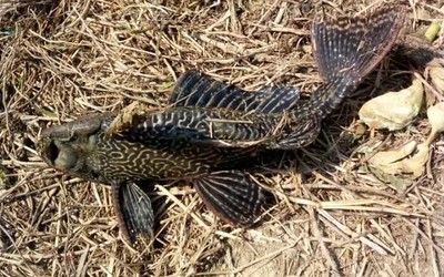 金龍魚可以和清道夫混養嗎視頻【金龍魚可以和清道夫混養嗎】