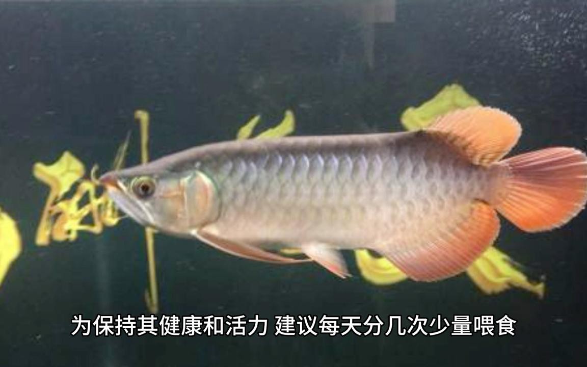紅龍魚繁殖時水質要求有哪些？