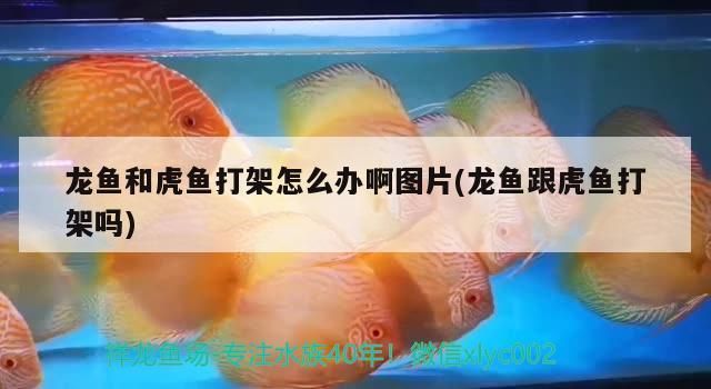 龍魚與虎魚混養打架怎么處理的：魚缸中混養龍魚和虎魚混養時打架是一個常見的問題