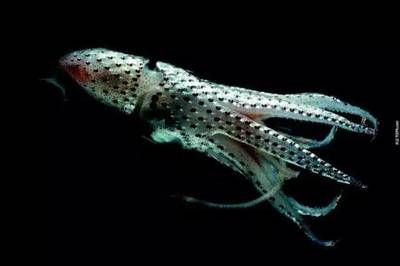 龍魚浮水面游來游去：龍魚浮水面游來游去的原因