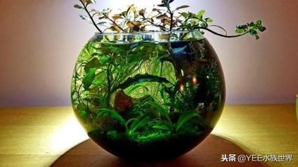 龍魚浮水面游來游去：龍魚浮水面游來游去的原因