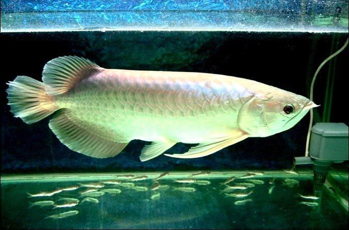 龍魚十大排名及價格表