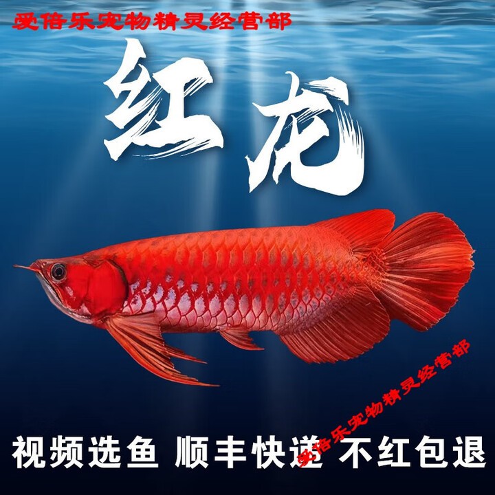 哪里可以購買到頂級橘紅龍魚？