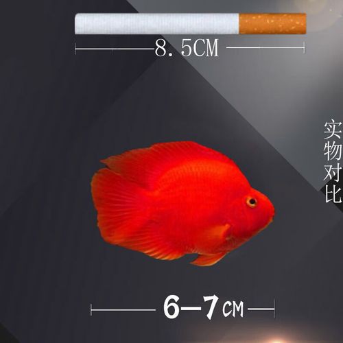 哪里可以購買到頂級橘紅龍魚？