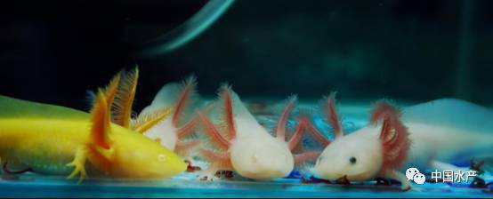 如何區(qū)分六角海龍和四角龍魚？