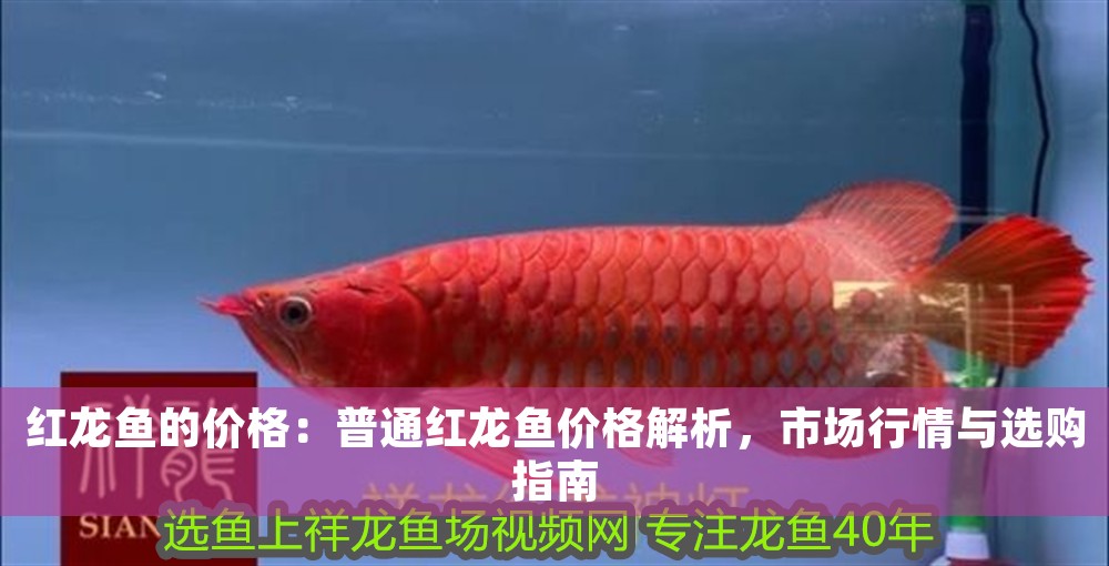 紅龍魚的價格：普通紅龍魚價格解析，市場行情與選購指南