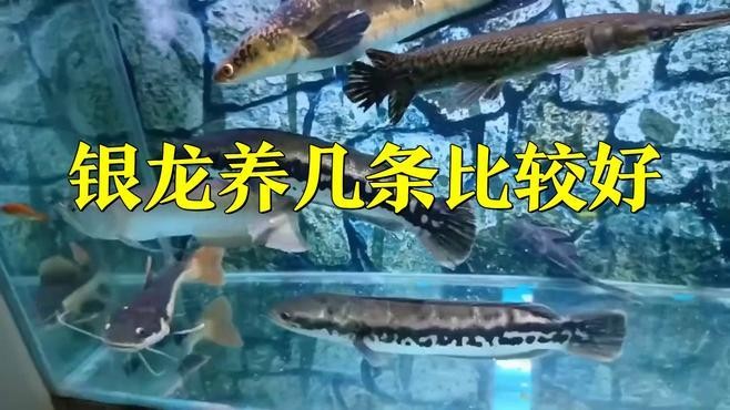 銀龍魚單獨養,還是可以混養