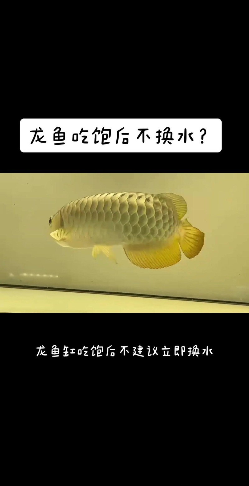 龍魚魚缸需要多久換一次水？