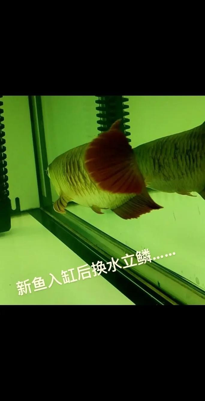 龍魚魚缸需要多久換一次水？