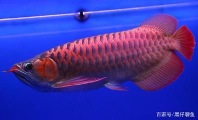 龍魚喂食大麥蟲會死嗎：喂食大麥蟲會對龍魚的健康產(chǎn)生影響嗎？