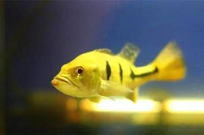 帝王魚和龍魚混養可以嗎：帝王魚和龍魚可以混養嗎 帝王魚和龍魚混養可以嗎：帝王魚和龍魚可以混養嗎 龍魚百科 第3張