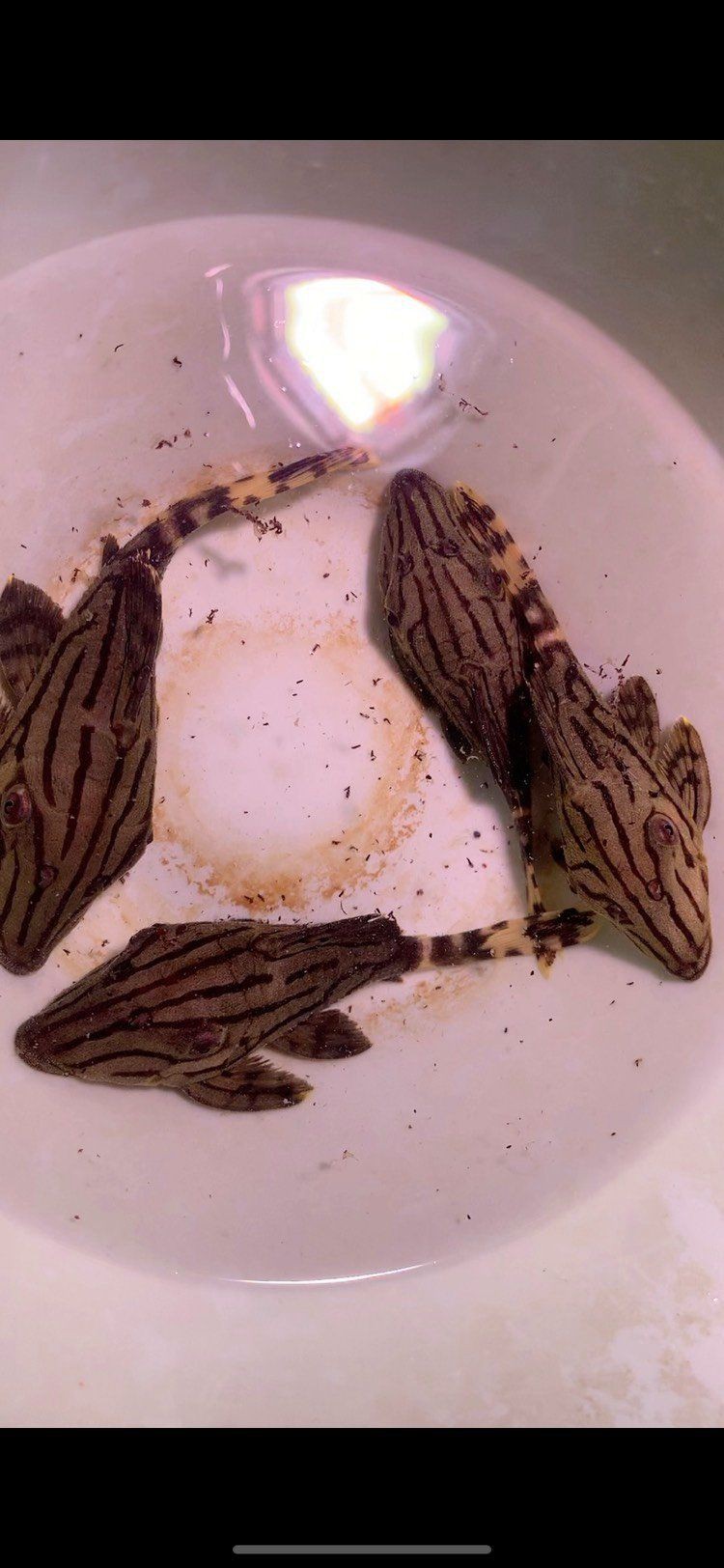 綠皮皇冠豹的弱點在哪里