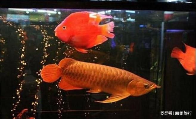 血紅龍魚飼養難度：血紅龍魚的飼養方法