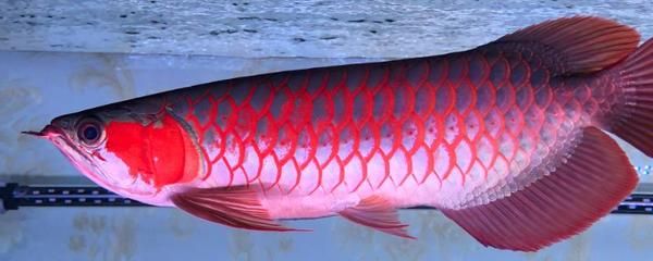 紅龍魚冬季最佳水溫范圍：紅龍魚冬季最佳水溫范圍及其相關養護建議