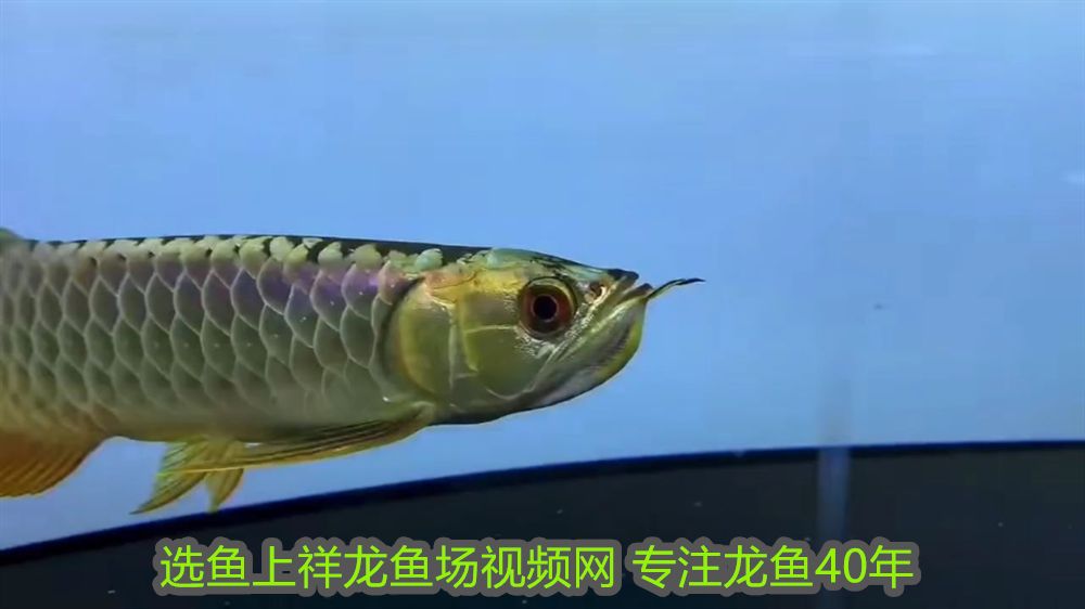 紅龍魚混養視頻高清版：紅龍魚混養視頻高清，打造絢麗多彩的水族世界