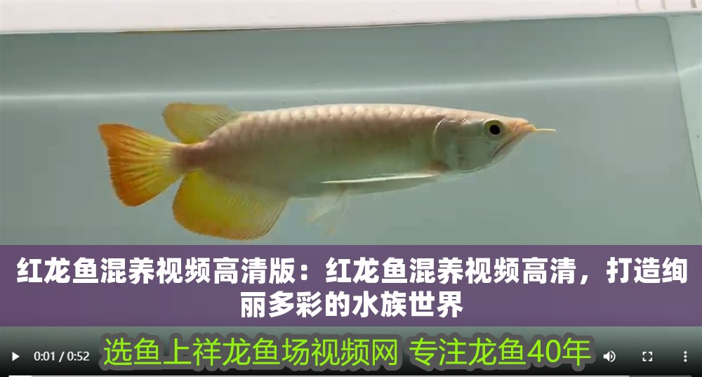 紅龍魚混養視頻高清版：紅龍魚混養視頻高清，打造絢麗多彩的水族世界