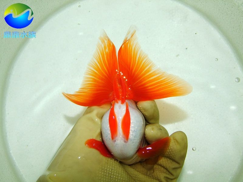 常見淡水觀賞魚種類：常見的淡水觀賞魚種類 常見淡水觀賞魚種類：常見的淡水觀賞魚種類 龍魚百科 第2張