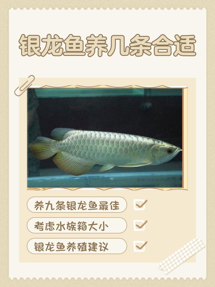 我家有個魚缸一般銀龍魚買幾養幾條