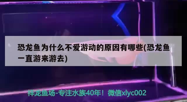 恐龍魚為什么不愛游動：恐龍魚不愛游動可能由多種因素引起